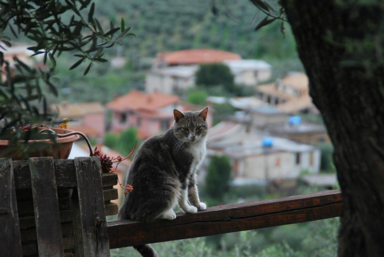 B&B A Casa Di Silvia Rocca Massima Eksteriør bilde